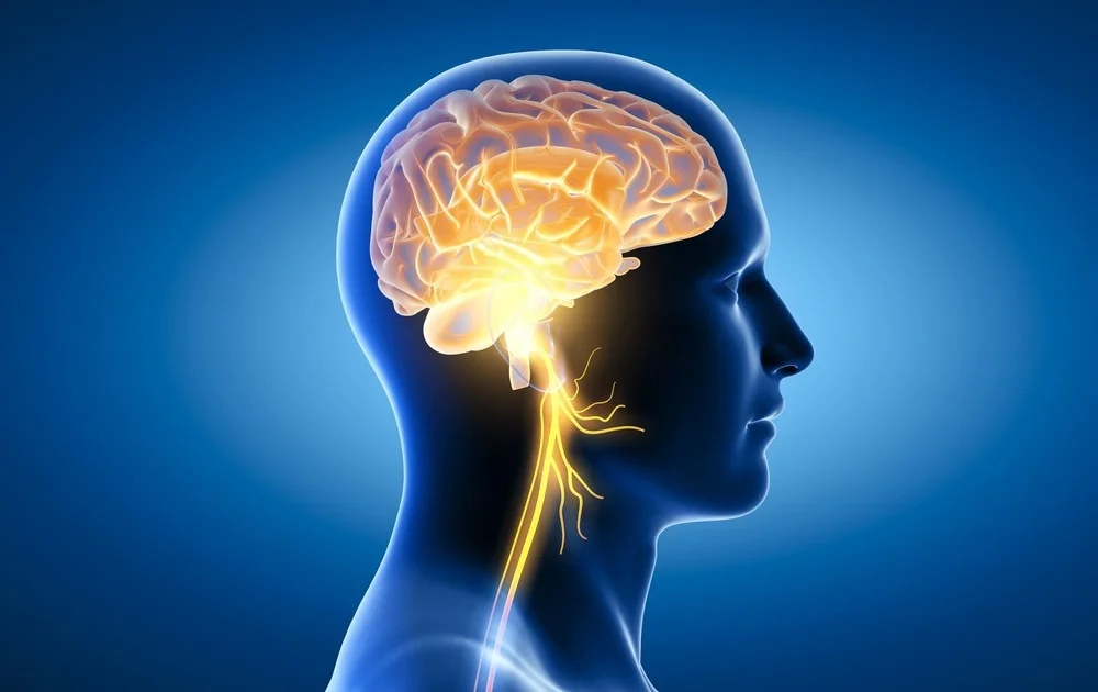 Blog placeholder image for Meet the Brainstem: Life Support